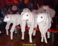 DSC02063