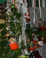 IMG_0011